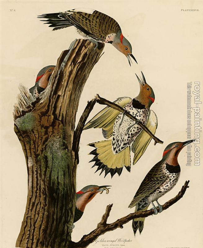 John James Audubon : Golden winged woodpecker